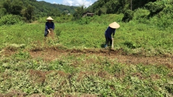 Loại cây làm món đặc sản dẻo dai giải nhiệt ngày hè, có bao nhiêu thương lái cũng mua hết, nhà nông thu 100.000 triệu/năm