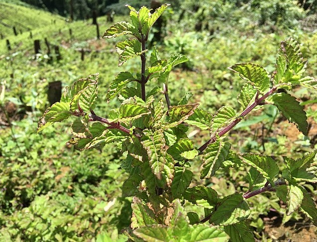 Nguyên liệu chính làm nên món thạch là cây thạch đen Nguyên liệu chính làm nên món thạch là cây thạch đen