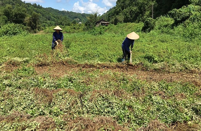 Người dân thu hoạch thạch đen về phơi khô để nấu thạch Người dân thu hoạch thạch đen về phơi khô để nấu thạch