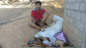"Vỡ trận" ở thủ phủ nuôi gà, người nuôi để mặc gà chết đói vì bán không đủ tiền mua thức ăn