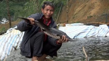 Nuôi cá đặc sản “to như cột nhà”, nông dân vùng cao thu tiền tỷ mỗi năm