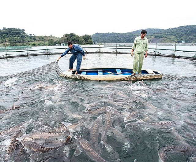Cá tầm sống trong môi trường nước lạnh Cá tầm sống trong môi trường nước lạnh