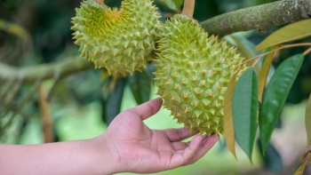 Rầm rộ trồng sầu riêng trên đảo, trong đất liền, Trung Quốc sớm thất vọng khi chỉ thu được 50 tấn