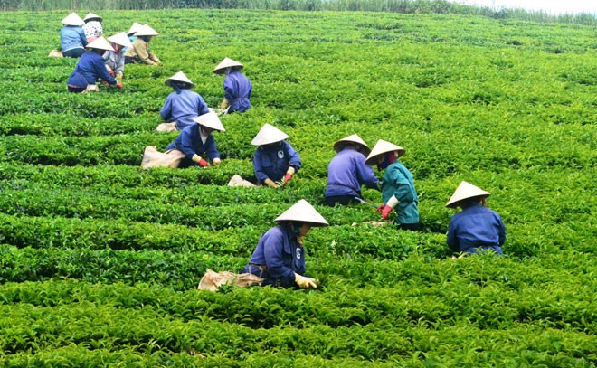 Người dân Lâm Đồng thu hoạch chè (Ảnh: Lịch Ngô).). Người dân Lâm Đồng thu hoạch chè (Ảnh: Lịch Ngô).).