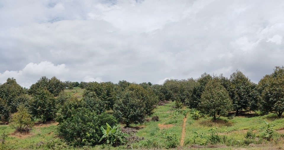 Sầu riêng huyện Đạ Huoai thu hoạch từ tháng 6 đến tháng 8.