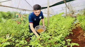 Mang giống ớt cay bỏng lưỡi về trồng thử, quả chín bán tiền triệu mỗi kg, nông dân bỏ túi 300 triệu/năm