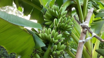 Bệnh lạ khiến chuối khô rạc, cây non cũng chết, nguy cơ xóa sổ thủ phủ chuối "tiến Vua"