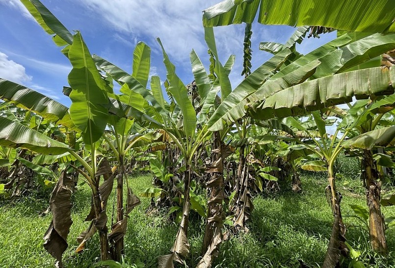 Vườn chuối của ông Tô Văn Tĩnh đang sảy ra tính trạng cây khô rạc. Vườn chuối của ông Tô Văn Tĩnh đang sảy ra tính trạng cây khô rạc.