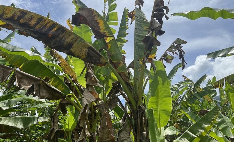 Những cây chuối sắp ra buồng bỗng bị vàng lá rồi chết. Những cây chuối sắp ra buồng bỗng bị vàng lá rồi chết.