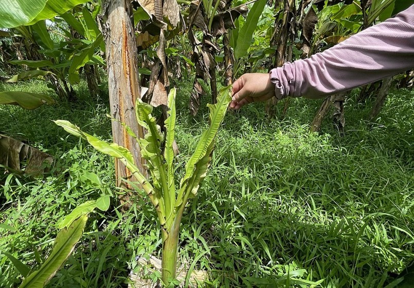 Những cây chuối con cũng bị nhiễm bệnh. Những cây chuối con cũng bị nhiễm bệnh.