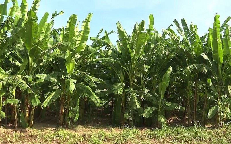 Chuối ngự là cây trồng chủ lực của xã Hành Tín Đông chưa có cây trồng nào thay thế được. Chuối ngự là cây trồng chủ lực của xã Hành Tín Đông chưa có cây trồng nào thay thế được.