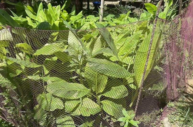 Chuối cấy mô của nhà ông Trương Tín chuẩn bị được trồng thử nghiệm. Chuối cấy mô của nhà ông Trương Tín chuẩn bị được trồng thử nghiệm.