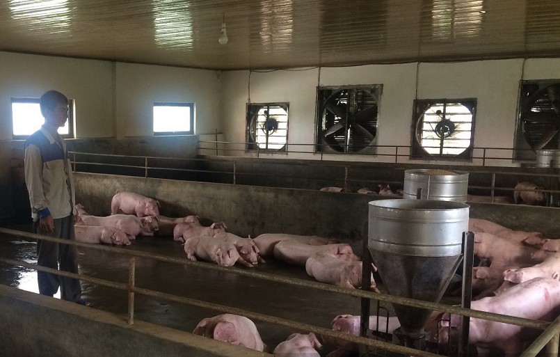 Ông Nguyễn Văn Mừng (hộ nuôi lợn xã xã Đông Đô, huyện Hưng Hà, Thái Bình) mệt mỏi vì ngày đêm túc trực trong trại lợn phòng cắt điện. Ông Nguyễn Văn Mừng (hộ nuôi lợn xã xã Đông Đô, huyện Hưng Hà, Thái Bình) mệt mỏi vì ngày đêm túc trực trong trại lợn phòng cắt điện.