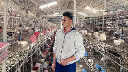 Nuôi con đặc sản bổ gấp 9 lần thịt gà, chi phí thấp giá bán cao, nhà nông lãi trăm triệu mỗi năm