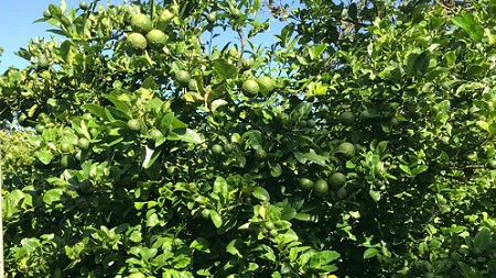 Bỏ bằng cử nhân về quê trồng loại quả sai trĩu trịt, cho trái quanh năm, thu tiền tỷ dễ dàng