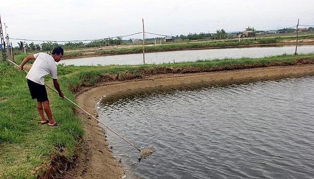 số tôm chết người dân hiện đang để trong hồ chờ hoá chất xử lý. 