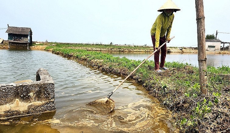 Người nuôi tôm ở một số địa phương ở Quảng Trị đang lao đao vì tôm chết trắng.