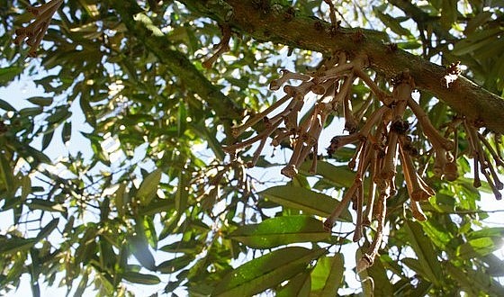 Hoa sầu riêng rụng tơi tả chỉ còn lại những nhành khô. Hoa sầu riêng rụng tơi tả chỉ còn lại những nhành khô.