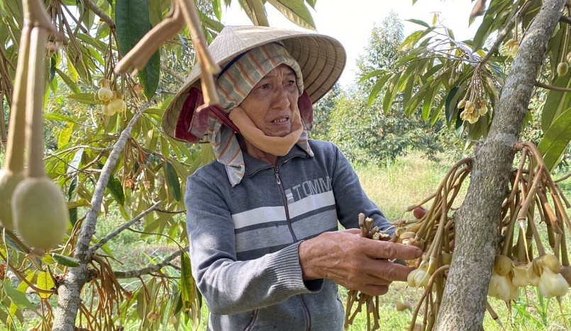 Thiếu nước tưới trầm trọng khiến vườn sầu riêng của người dân xã Hành Nhân bị rụng trái non, thất thu lớn. Thiếu nước tưới trầm trọng khiến vườn sầu riêng của người dân xã Hành Nhân bị rụng trái non, thất thu lớn.