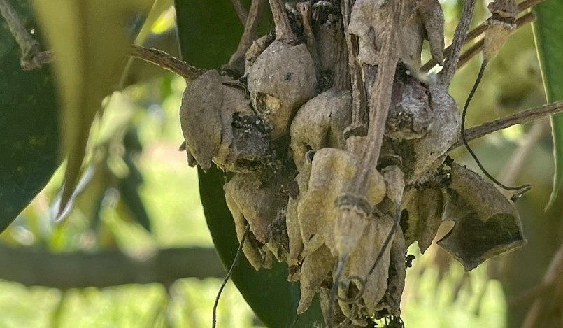 Nhiều cây sầu riêng của ông Cư chỉ còn lại những chùm hoa khô héo. Nhiều cây sầu riêng của ông Cư chỉ còn lại những chùm hoa khô héo.