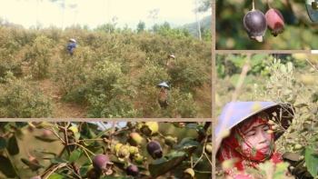 Bỏ phố về quê trồng cây dại ra quả tím lịm cả sườn đồi, bán làm món đặc sản, nhà nông thu trăm triệu