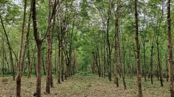 Có sức người đất cằn cũng “nở hoa”