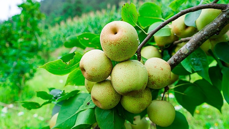 Giống lê VH6 được mùa trúng giá Giống lê VH6 được mùa trúng giá