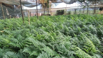 Ngược đời đi trồng thứ cây chỉ thu lá, thu cành, ai ngờ có doanh thu tiền tỷ