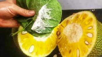 Mẹo tẩy sạch nhựa mít dính tay cực nhanh và hiệu quả