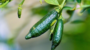 Trồng cây đặc sản quả bé như ngón tay, bổ ra cơ man nào là “trứng cá”, chỉ bán cây giống cũng thu 70 triệu đồng/tháng