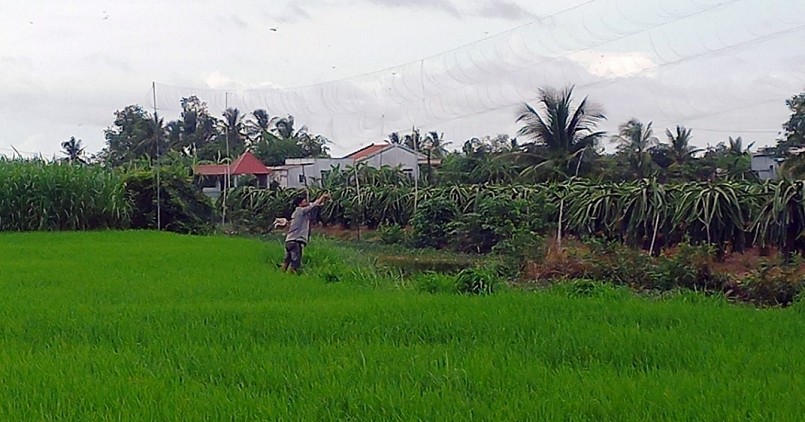 Lưới tàng hình giăng bắt chim yến tại huyện Gò Công Tây.
