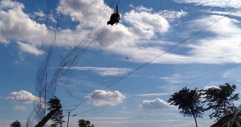 Tình trạng giăng lưới bắt chim trời, bắt cả chim yến dẫn đến hủy diệt đàn chim yến.