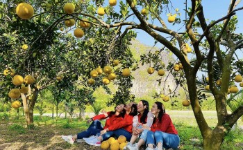 Ông gàn trồng bưởi 