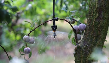 Chăm sóc trái mận đặc sản bằng điện thoại, làm mưa tự động... những điều không tưởng của nông dân vùng rẻo cao