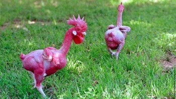 Kinh ngạc với giống gà cởi truồng, nuôi không cần máy làm mát, thịt không cần vặt lông