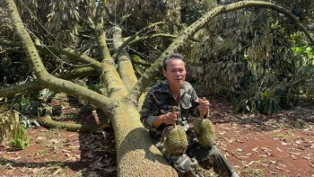 Sầu riêng sắp đến ngày thu hoạch vẫn bị gãy đổ và rụng trái, một cơn lốc ‘thổi bay’ cả tấn sầu riêng