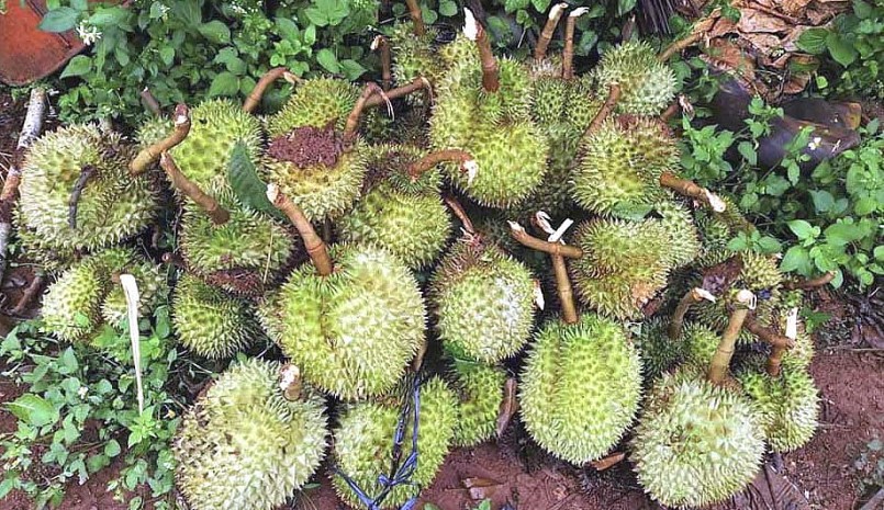 Có những nhà vườn chịu thiệt hại lớn khi giông lốc làm rụng cả tấn sầu riêng non. Có những nhà vườn chịu thiệt hại lớn khi giông lốc làm rụng cả tấn sầu riêng non.