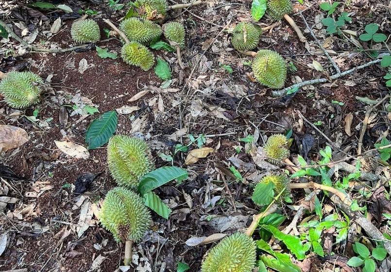 Nhiều nhà vườn sảy ra hiện tượng sầu riêng rụng trái non mà không có giải pháp khắc phục. Nhiều nhà vườn sảy ra hiện tượng sầu riêng rụng trái non mà không có giải pháp khắc phục.