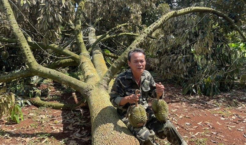 Nhà vườn trồng sầu riêng ở Đăk Lăk thường xuyên phải đối mặt với giông lốc làm gãy đổ rụng trái sầu riêng. Nhà vườn trồng sầu riêng ở Đăk Lăk thường xuyên phải đối mặt với giông lốc làm gãy đổ rụng trái sầu riêng.