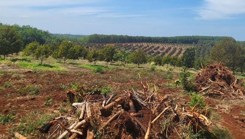 Cây sầu riêng nhạy cảm với thời tiết và chi phí đầu tư lớn nên ngành chức năng khuyến cao không nên ồ ạt chặt bỏ cây trồng khác để trồng sầu riêng. Cây sầu riêng nhạy cảm với thời tiết và chi phí đầu tư lớn nên ngành chức năng khuyến cao không nên ồ ạt chặt bỏ cây trồng khác để trồng sầu riêng.