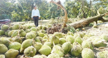 Gió lốc quật đổ sầu riêng, 120 tấn quả sắp thu hoạch bị rụng đầy gốc