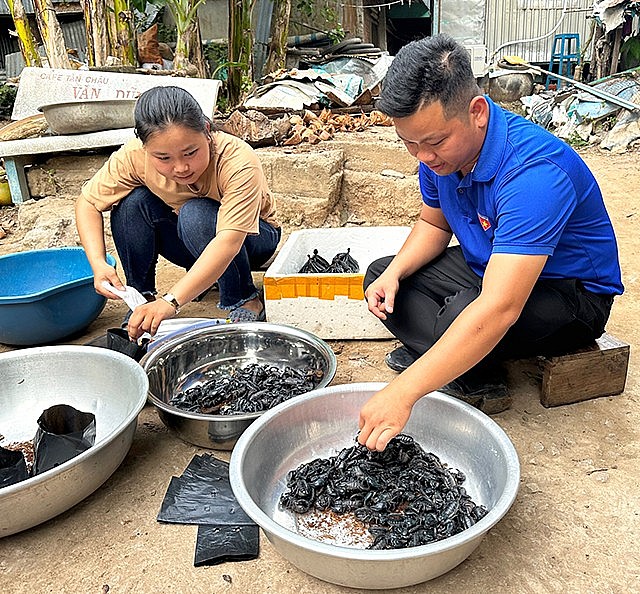 Yến Nhi thu hoạch bò cạp thương phẩm