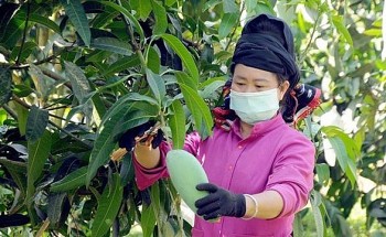 Trúng đậm  vụ xoài, nông dân Sơn La lại lo giá rớt mạnh, tỉnh khẩn trương chỉ đạo giải pháp tiêu thụ