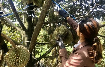 Để nâng chất sầu riêng, tỉnh Đắk Lắk đề nghị được chủ động xuất khẩu trực tiếp sang Trung Quốc