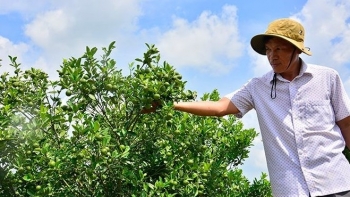 Ở nơi này quả quất được gọi là quả hạnh, ông nông dân trồng thu tiền tỷ