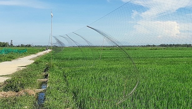 Lưới tàng hình dăng khắp nơi để bắt chim trời khiến hủy diệt đàn yến. Lưới tàng hình dăng khắp nơi để bắt chim trời khiến hủy diệt đàn yến.