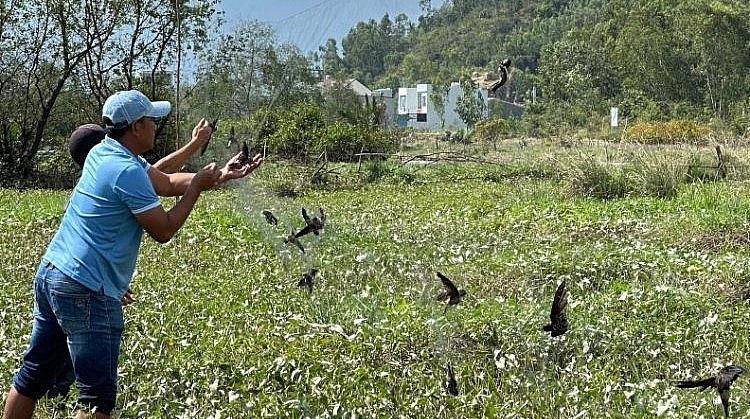 Cận cảnh một đàn yến sa lưới tàng hình. Cận cảnh một đàn yến sa lưới tàng hình.