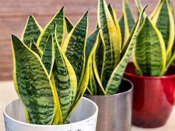 Cây Lưỡi hổ - Dược liệu quý trị viêm họng, khàn tiếng