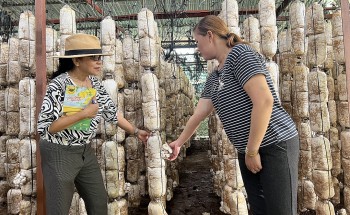 Triệu phú trồng nấm và tuyệt chiêu thu 6 tạ nấm mỗi ngày