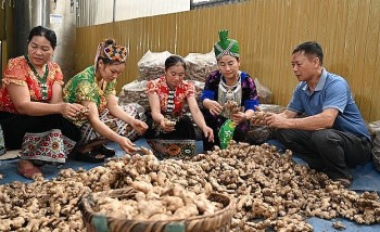 Đưa củ gừng thoát cảnh bấp bênh nhờ đạt chuẩn OCOP, nâng chất xuất khẩu khắp thế giới